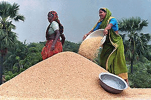 Two rural Bangladeshi women smile as they pile up a newly harvested rice crop in Nababerbagh village outside Dhaka on Saturday