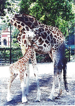 Sonali the mother giraffe foundles her one-day-old calf at Alipore zoo of Calcutta on Saturday
