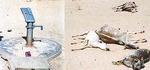 (Left) A completly dried up hand pump (right) dead cattle in a village of Jodhpur affected by severe drought.