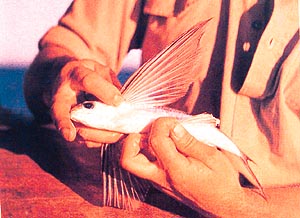 Once it has built up enough speed, the flying fish takes to the air