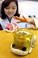 Japan's toy giant Takara unveils hamster-shaped robot "Cookie" which moves as a woman, attempts to catch it at a press preview in Tokyo on Sunday.