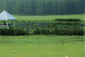 Dumping of garbage, opening of sewage and uncontrolled vegetative growth have virtually choked Khajjiar Lake to extinction