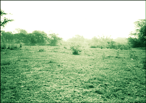 The desolate Sultanpur National Park in Gurgaon district which has not seen its winged friends from Siberia for two years owing to lack of water in the park