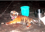 13-day-old tiger cub Anamica at Lucknow zoo. The only surviving cub of Shafali who gave birth to triplets recently Anamica is being fed on goat milk by the zoo authorities