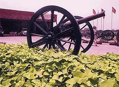 This green foliage, though a feast for the eyes, is slowly climbing it�s way up to the cannon in the Anandpur Sahib Foundation Complex in the city. � Photo by Parvesh Chauhan