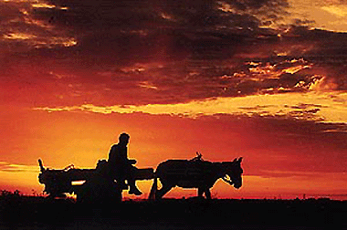 After the day's toil � the entry by Prem Sharma which won the first prize in the amateur category of the National Photographic Contest-2000 at Ranchi