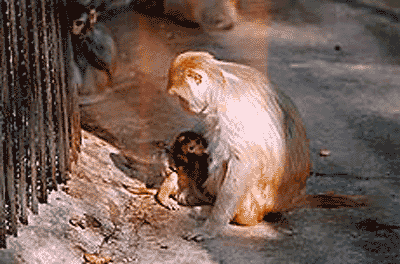 Photo by Sanjiv Sharma Sankush