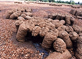 Malegaon: Hundreds of tonnes of onions lie abandoned in the fields to rot as the farmers have not got the right rate nor do they have the storage facilities