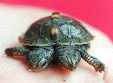 A two-headed painted turtle rests in the palm of 7-year-old Charles Newby, on Wednesday, in Williams, Ind. Newby and several of his friends found the turtle Tuesday near Silverville, Ind