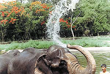 Beating the heat, the jumbo way: A Chhat Bir Zoo elephant cools itself in the blistering heat with the temperature touching 42�C
