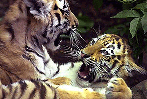 Gaya, left, and Lyes, two of three Siberian tiger cubs who made their first public appearance at Edinburgh Zoo, Scotland, on Friday. The cubs were born in February at the zoo. 