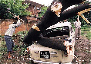 On the road dividing Sectors 39 and 40, a car is crushed under a tree. � A Tribune photograph