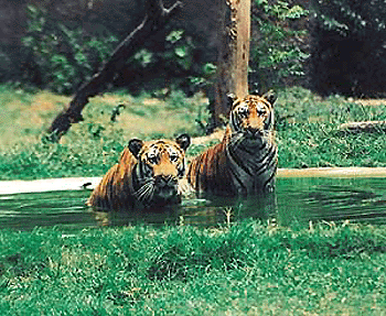 This pair of tigers look flabbergasted at Karam Singh, The Tribune lensman, as he "interrupts" their play at the Chhat Bir zoo.