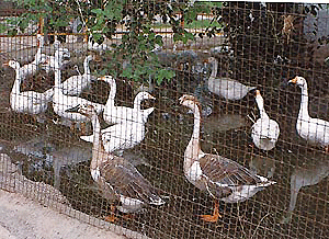 No room, food for 50 mini zoo ducks