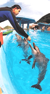 Sam Chow, dolphin trainer at Hong Kong's Ocean Park, feeds Ada, who is expecting her first calf next May after the world's first successful artificial insemination of a bottlenose dolphin, on Friday