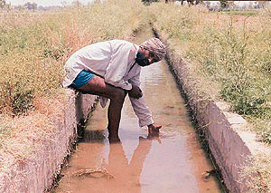A farmer shows the level of water at the tail of a tributary which brings canal water to the Jhanduka village near Rampura Phul.