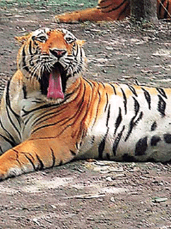 One of the tigers at the tiger safari in Ludhiana.