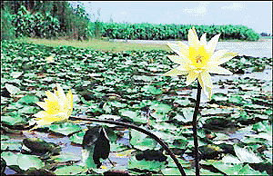 Nature's Traffic Policemen: A lotus flower seems to ask Tribune lensman Pradeep Tewari to stop, while the other directs him towards the far end of Sukhna Lake.