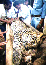 Hyderabad: A team doctors from Nehru Zoological Park and Centre for Cellular and Molecular Biology (CCMB) administering an artificial insemination to female panther at Nehru Zoological Park on Sunday