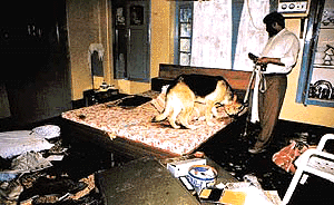 A police dog smells the trail of the killers of two labourers at Raikot in Jagraon police district� Photo by Inderjeet Verma