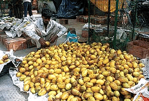 Due to inadequate arrangements to send the mangoes outside, growers are forced to sell them on the roadside to local consumers in Lucknow.