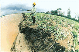 A hapless farmer looks at the flooded Ghaggar that has swept away crops in hundreds of acres in Patiala district.