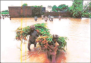 Villagers carry fodder to their flooded farm house at Naivala village in Patiala