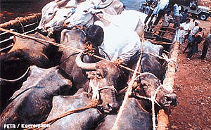 Cattle being loaded in a wagon at Kila Raipur, which has become a major centre of illegal bovine trade in north India.