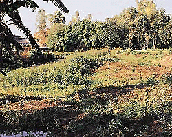 A silted and choked pond, which once served as a lifeline for Hamirgarh and Kanchanpur villages, before they were acquired for Chandigarh Capital Project