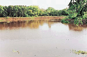  The pond after the removal of silt and garbage by mechanical means