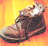 A four-month-old koala which was rescued after it�s mother was killed by a dog is cuddled up safely in a boot. The koala was rescued by Vicki Pender south of Brisbane, Australia, on Thursday