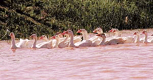 A flock of geese sets out for the prize catch early in the morning at Sukhna Lake, Chandigarh. � Photo by Pradeep Tewari