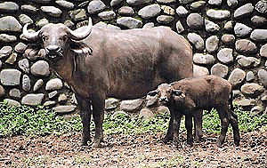 Cape buffalo Rani with her calf in their enclosure at the Chhat Bir Zoo. � A Tribune photograph