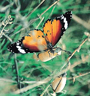 This is one of the 65 species of butterflies which are found in the city and its surrounding villages. � Tribune photo by Pankaj Sharma