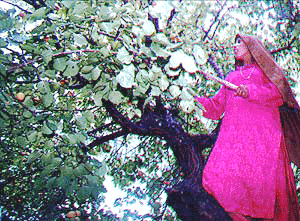 Srinagar: Notwithstanding last year Kargil war, a woman harvesting apricot which fetches Kargalies Rs one crore annually. Kargil war badely affected the business last year