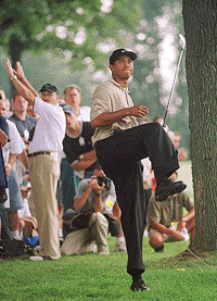 Tiger Woods does a little dance as he hits from the rough on the 13th hole during the first round of the NEC Invitational on  Thursday, at Firestone Country Club in Akron, Ohio.