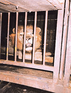 A lion kept in a small cage in the circus allegedly against laid down specifications.
