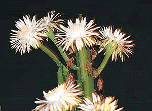 This is a rare Mexican cactus plant which blossoms only during the night and that too on a full moon night. This photo was clicked by Manoj Mahajan at the house of Mr R.K. Verma Sector 19, Chandigarh on Sunday.