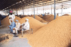 In the wake of low purchase of paddy by government agencies, farmers  sit idle at a mandi in Khanna