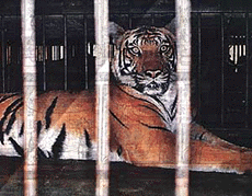 A file photograph of the tigress that died in a circus camp in Ludhiana on Saturday.