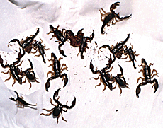Some of the scorpions rescued by the PFA in Ludhiana on Thursday.