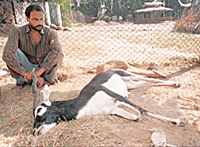 A dead black buck lies at the Chandi Mandir Deer Park as Gurmeet Singh, an attendant, looks on.