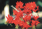 A blaze of erythrina blooms warms the heart