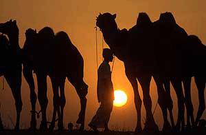 A camel trader waits for buyers for his unsold camels as another day nears to an end at the annual camel and cattle fair in Pushkar in Rajasthan on Sunday.