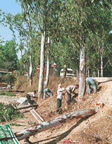 Workers of the Punjab Forest Department cut trees on the Chandigarh-Ambala highway at the Bhankharpur railway crossing, near Dera Bassi, to facilitate the construction of railway over bridge.