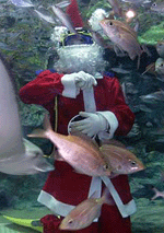 Aki Matsuto, wearing a Santa Claus costume, feeds fish as she swims at the Sunshine International Aquarium in Tokyo on Monday