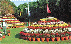 A riot of colours awaits visitors in the Chrysanthemum Show which begins on the forthcoming Saturday, at the Terrace Garden in Sector 33, Chandigarh.