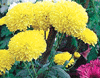 Bright chrysanthemum flowers on display at a flower show in Ludhiana on Sunday.