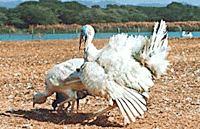 A pair of turkeys, which was released by the Children�s Alliance for Protection of Environment at the Sukhna Lake island on Sunday. 