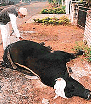 A Sector 21 resident covers the bull that was benumbed due to the severe cold in Chandigarh on Wednesday.